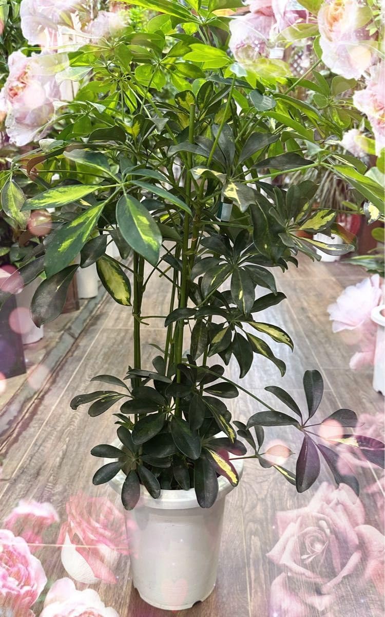 サボテン 王冠竜 フェロカクタス（おうかんりゅう） 8号 3R番